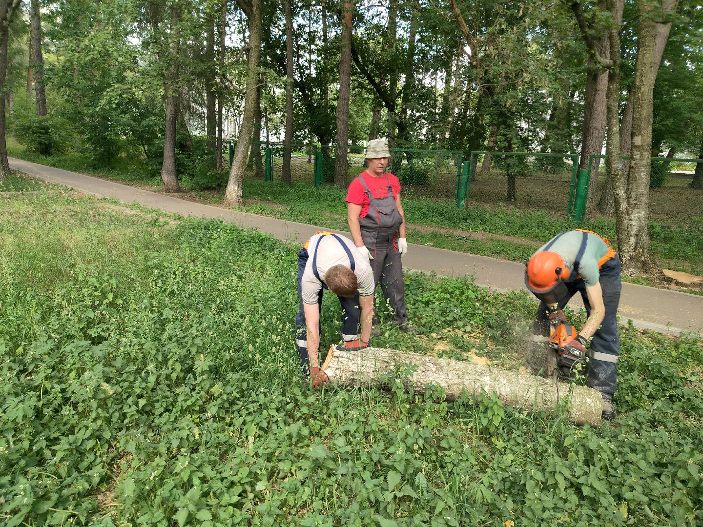 Благоустройство, Комбинат благоустройства, Протвино, деревья, сухостой, безопасность