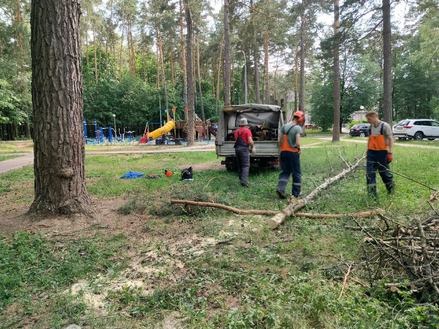 Благоустройство, Комбинат благоустройства, Протвино, деревья, сухостой, безопасность