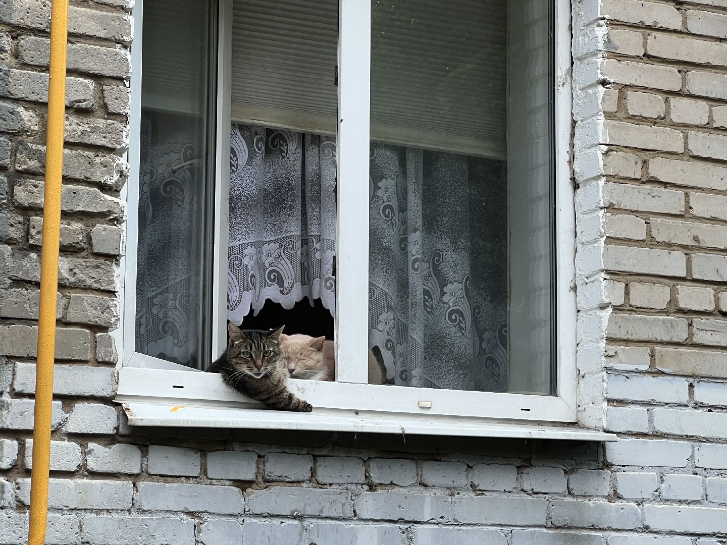 Химки, кошка, ветеринар, домашние животные