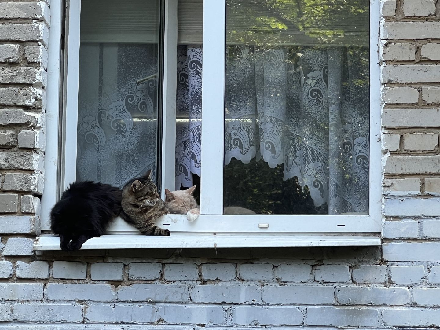 Химки, кошка, ветеринар, домашние животные