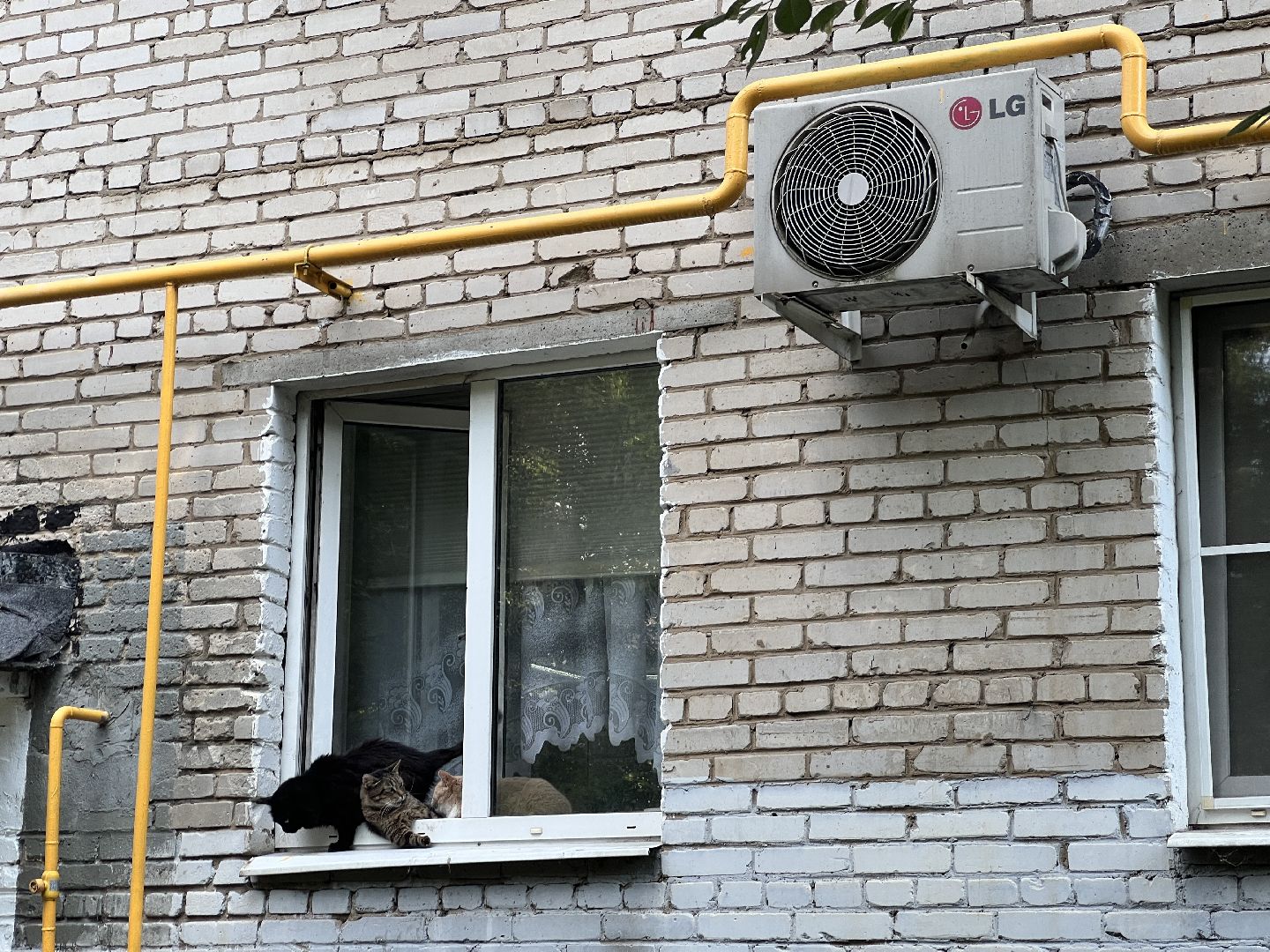 Химки, кошка, ветеринар, домашние животные