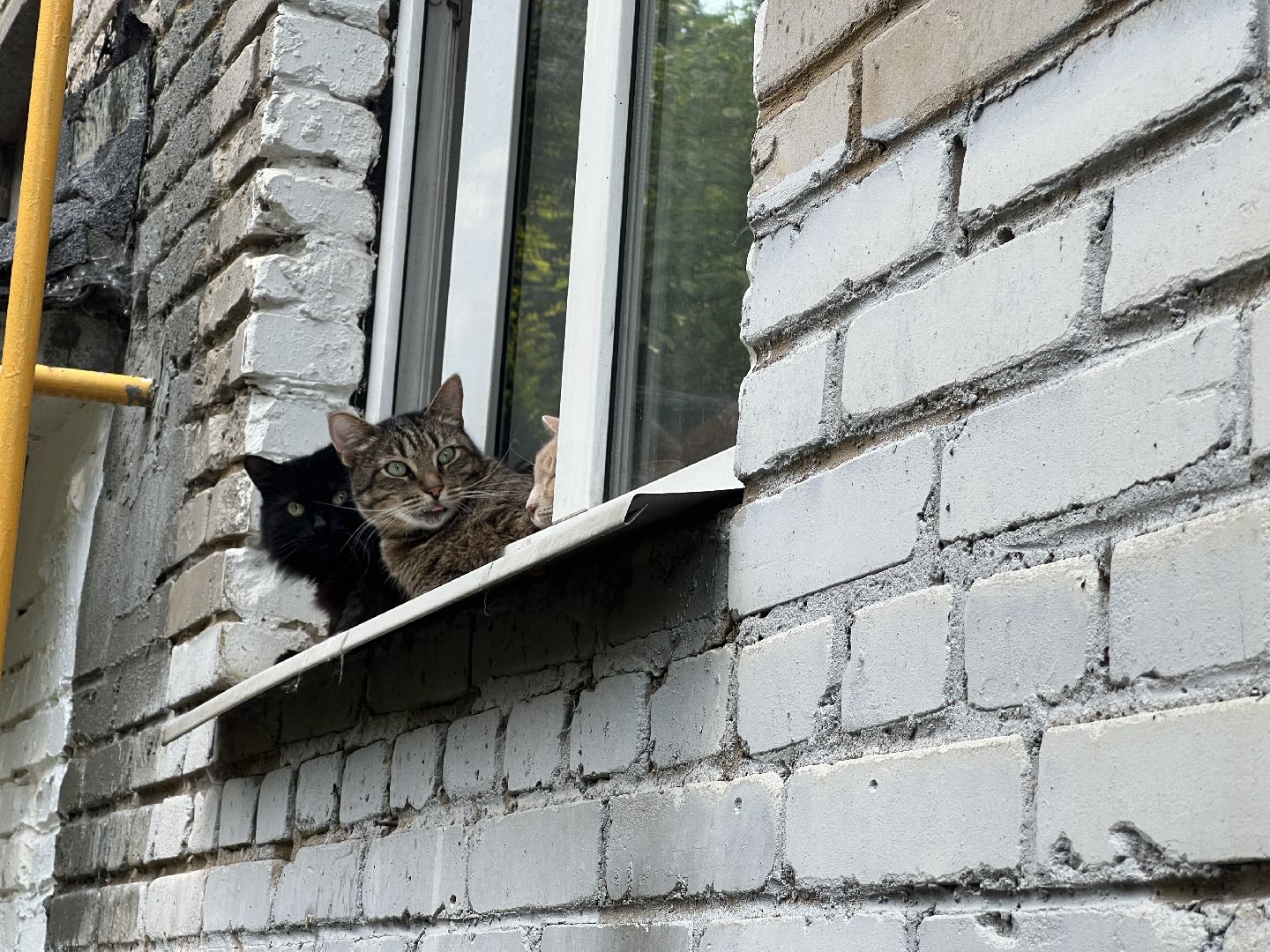 Химки, кошка, ветеринар, домашние животные