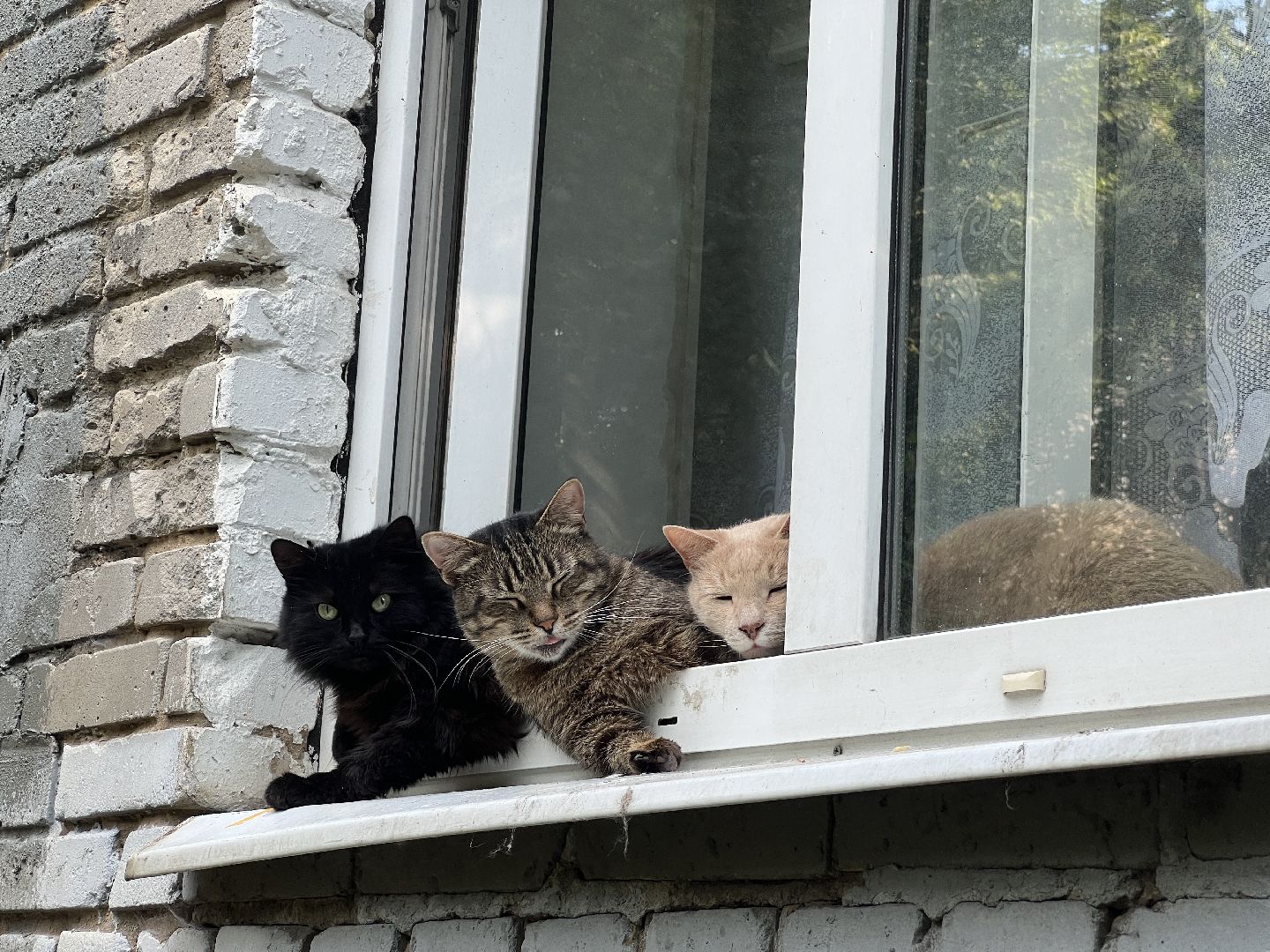 Химки, кошка, ветеринар, домашние животные