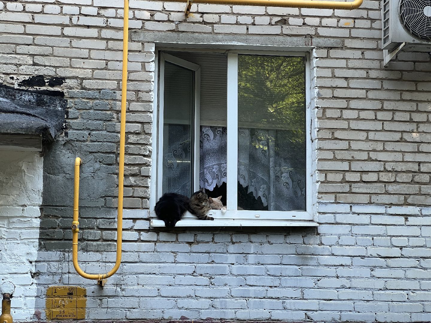 Химки, кошка, ветеринар, домашние животные