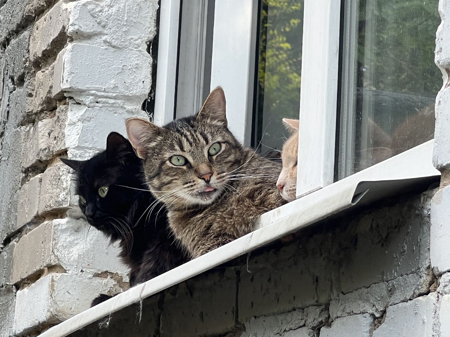 Химки, кошка, ветеринар, домашние животные