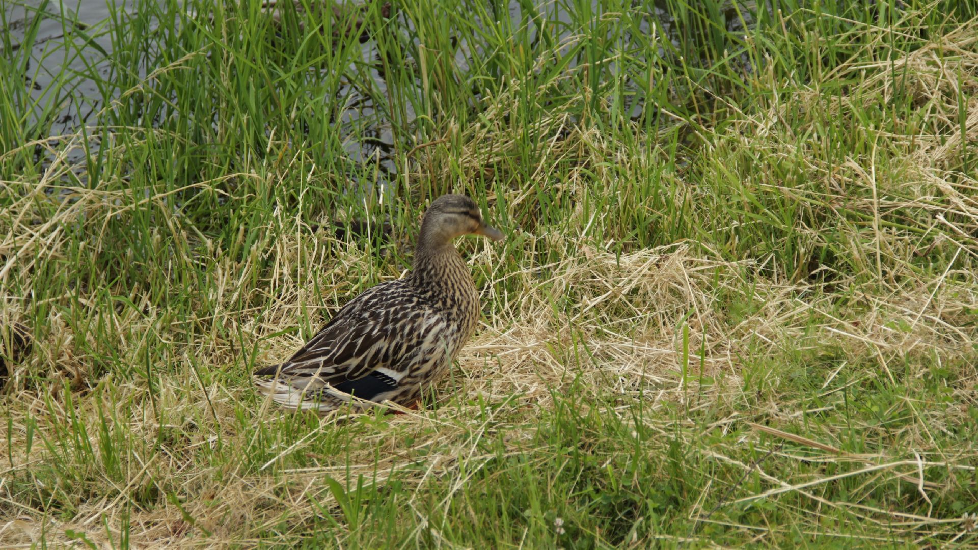 #Рошаль#пляж#озеро#Юбилейное#лето