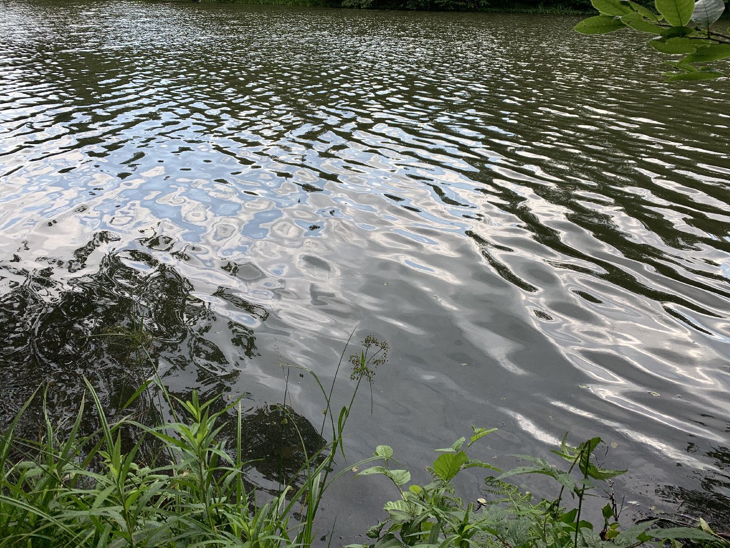 Балашиха, Подмосковье, благоустройство, экология, 100 прудов и озёр, пруды, водоёмы, экология