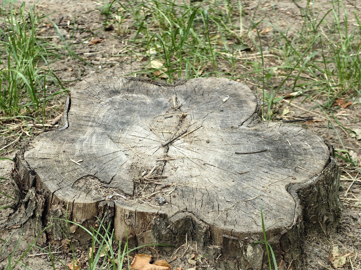 Пень, спил, деревья, благоустройство