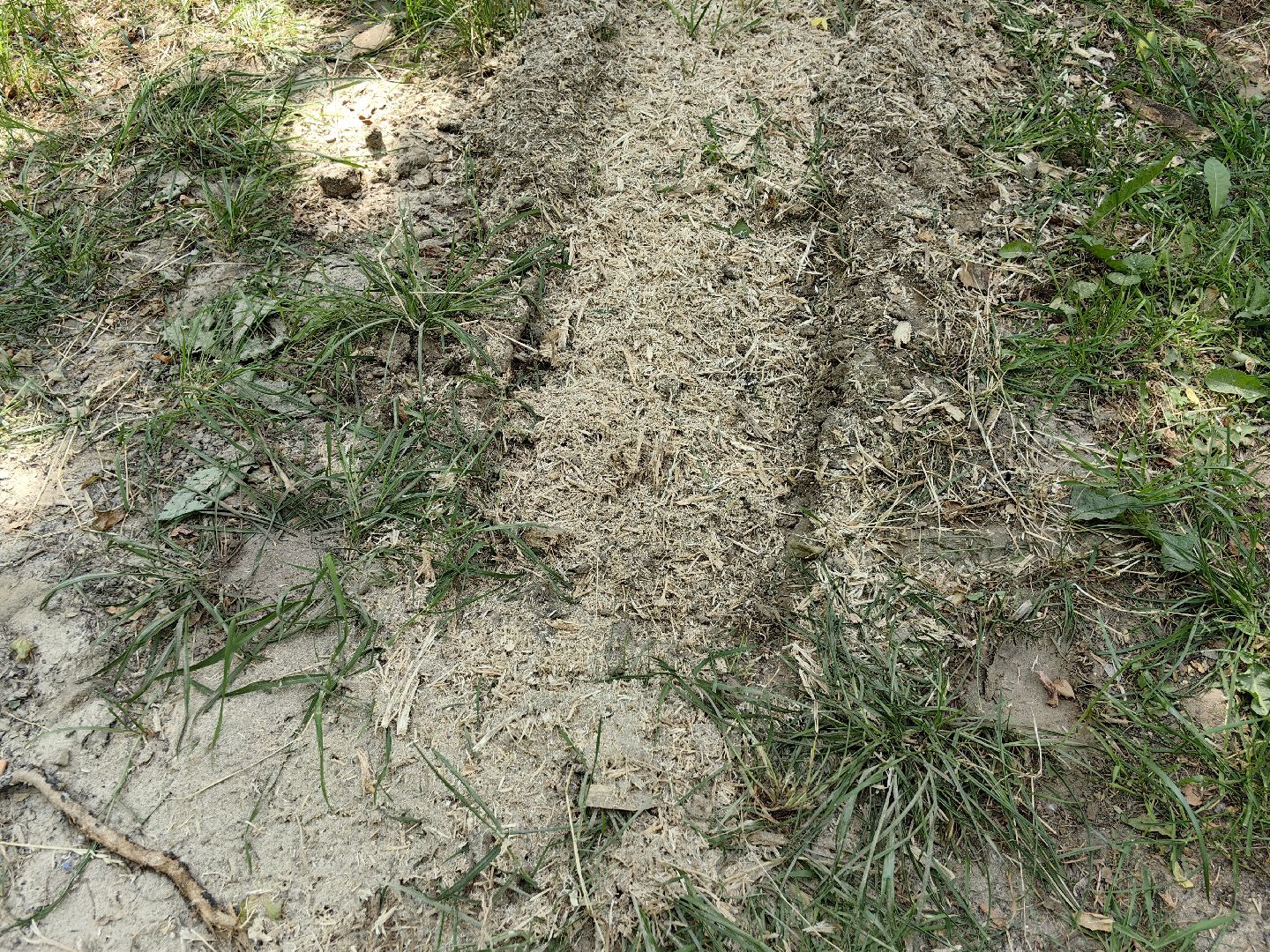 Пень, спил, деревья, благоустройство