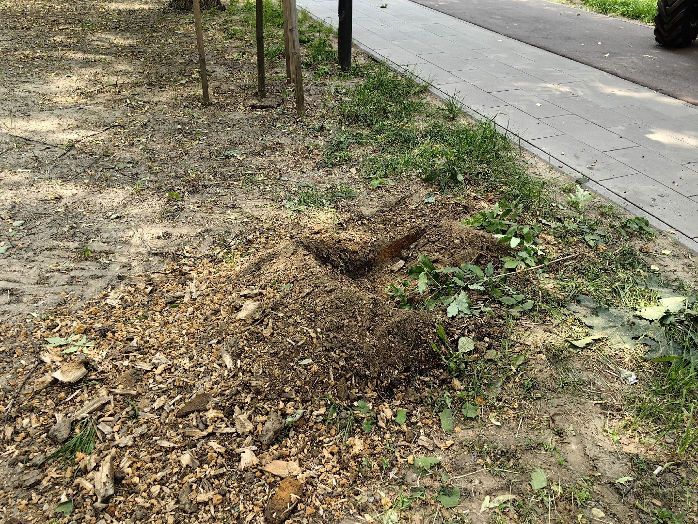 Пень, спил, деревья, благоустройство