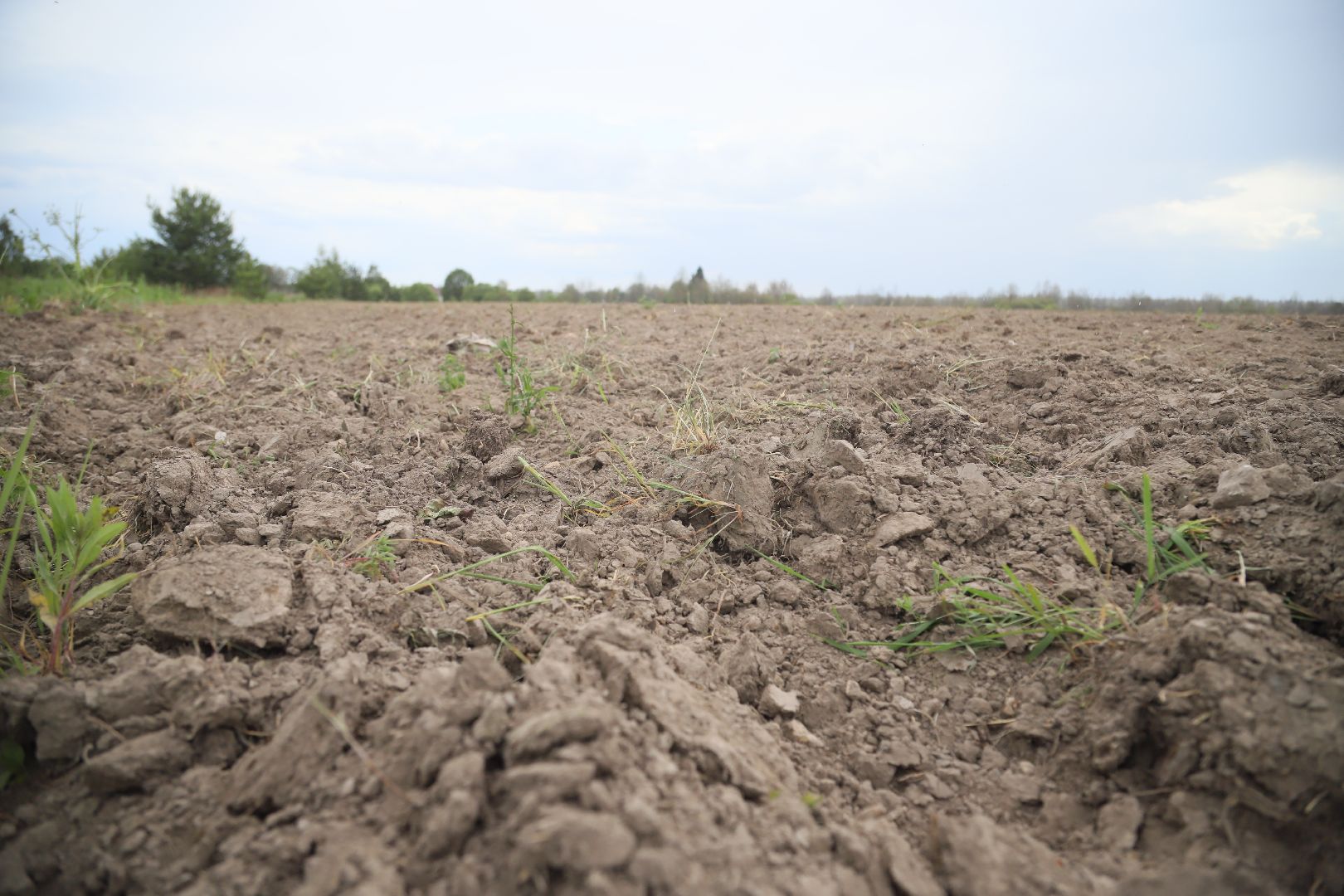 #БольшаяШатура#озимые#сельскоехозяйство