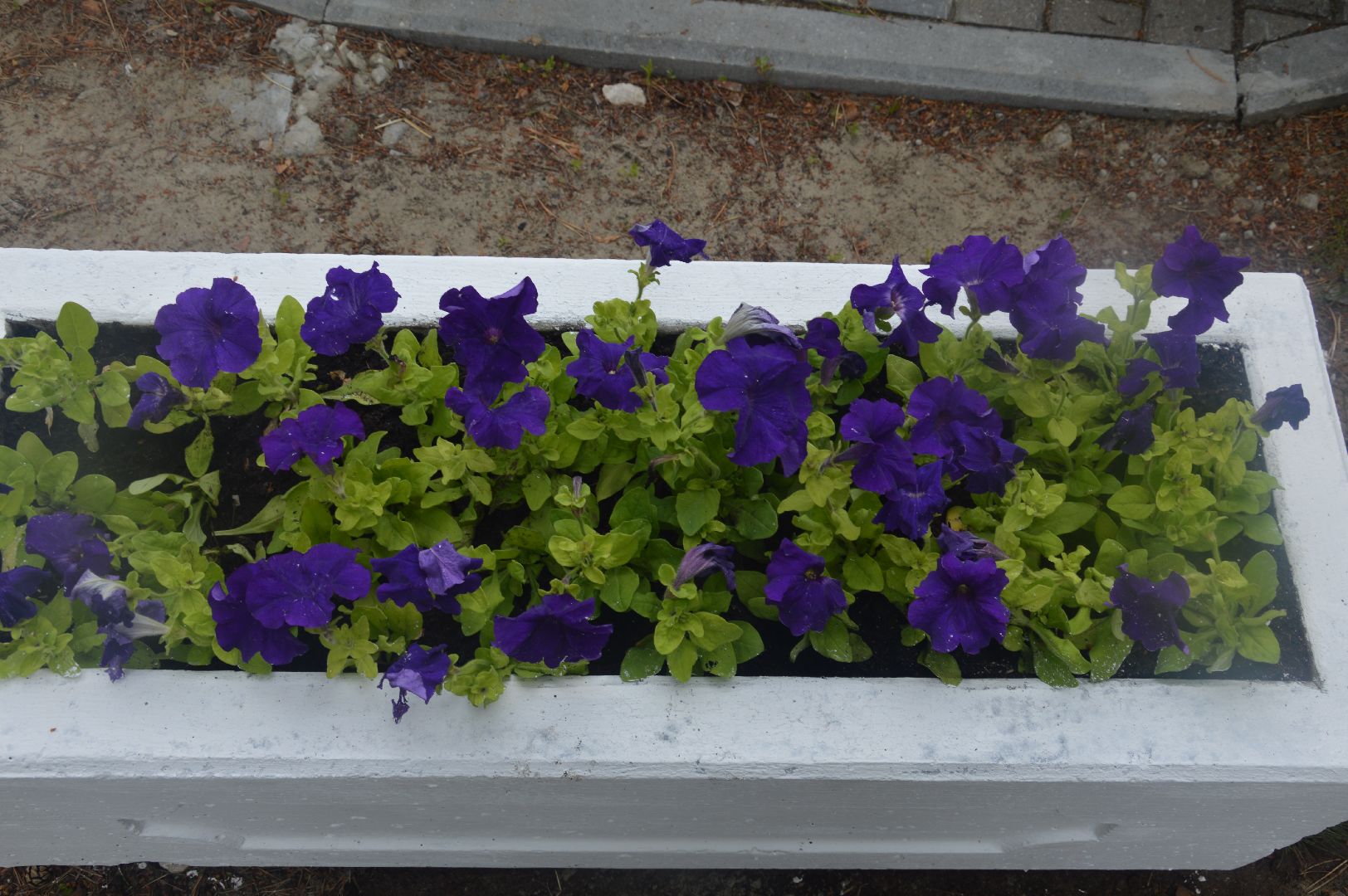 #Шатура, #срочно, #эксклюзив, #бал_выпускников,