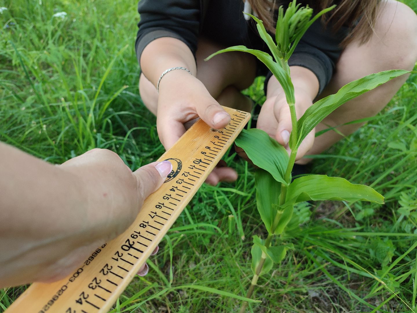 #природавпарке, #солнечныйберег, #орхидеи, #редкиевиды, #дремлек