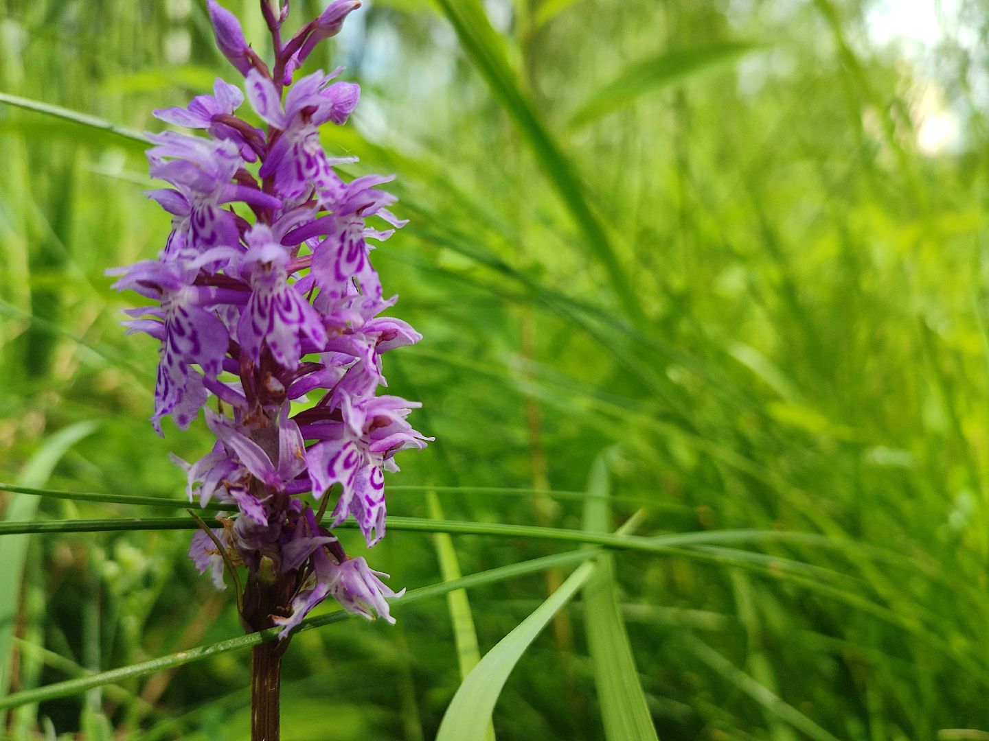 #природавпарке, #солнечныйберег, #орхидеи, #редкиевиды, #дремлек