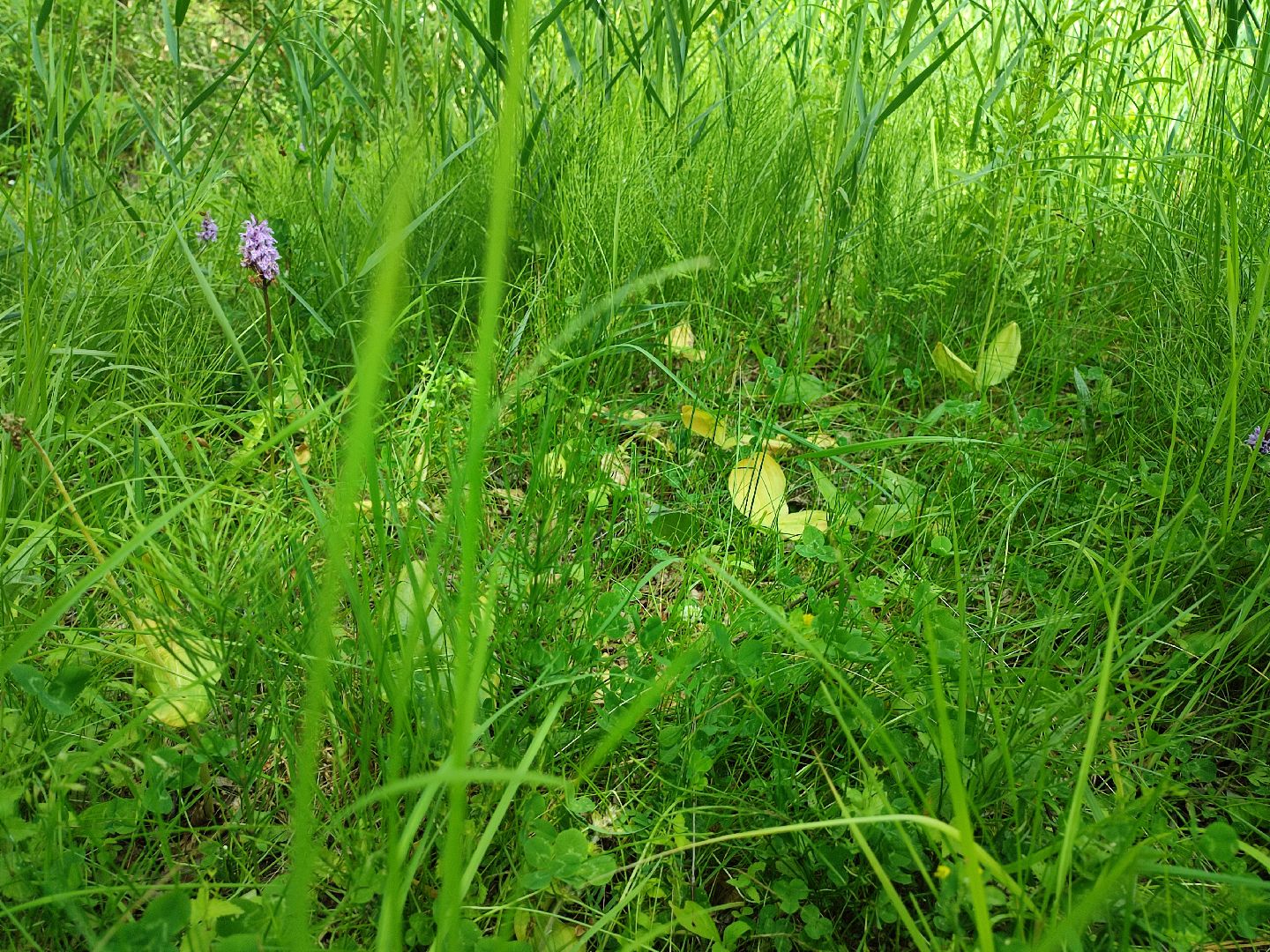 #природавпарке, #солнечныйберег, #орхидеи, #редкиевиды, #дремлек