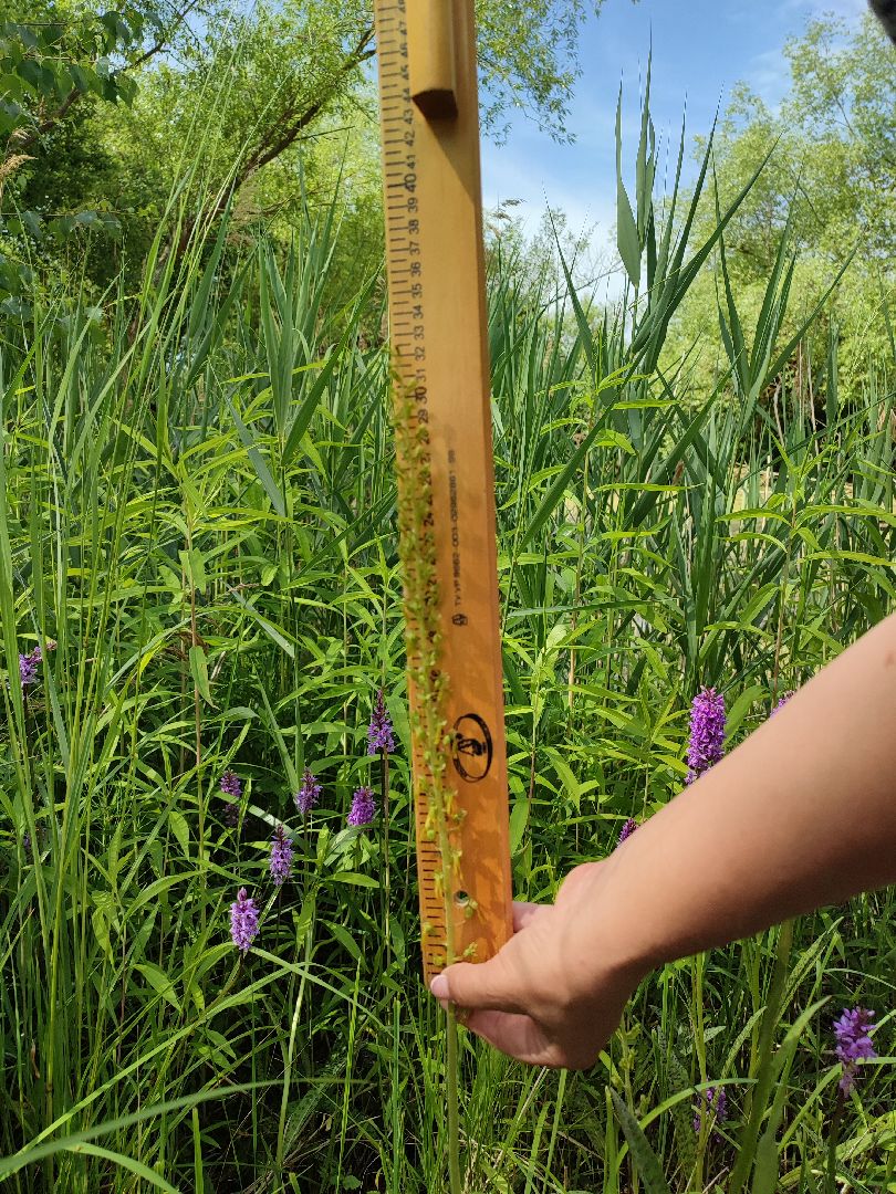 #природавпарке, #солнечныйберег, #орхидеи, #редкиевиды, #дремлек