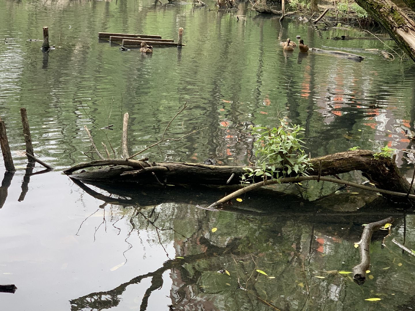 Балашиха, Подмосковье, экология, акции, Вода России
