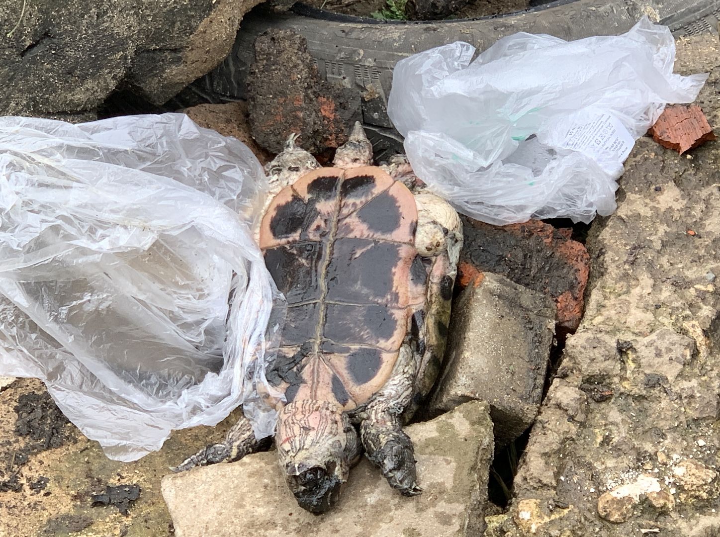 Балашиха, Подмосковье, экология, акции, Вода России