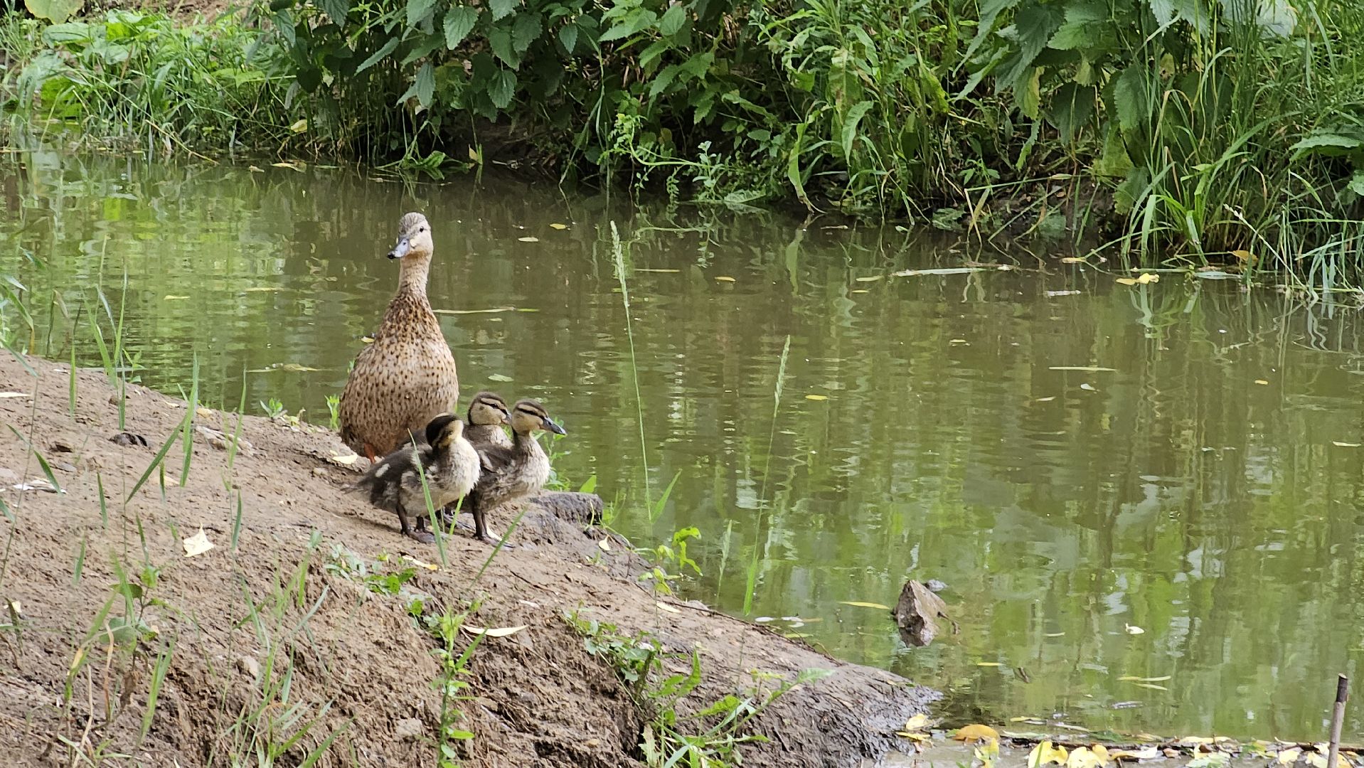 экология, благоустройство, чистка прудов, Котельники