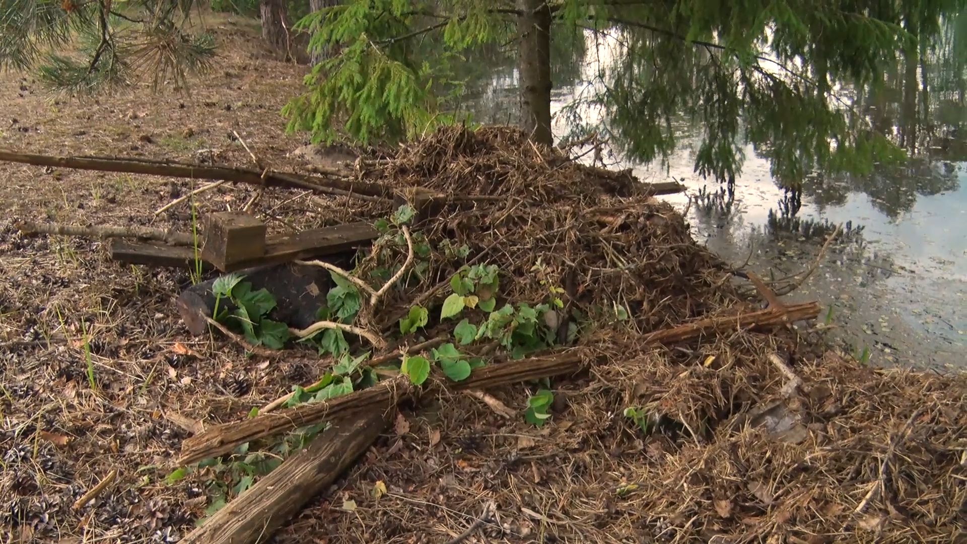 благоустройство, расчистка озера, пруд, история, Лопухины, Орехово-Зуево