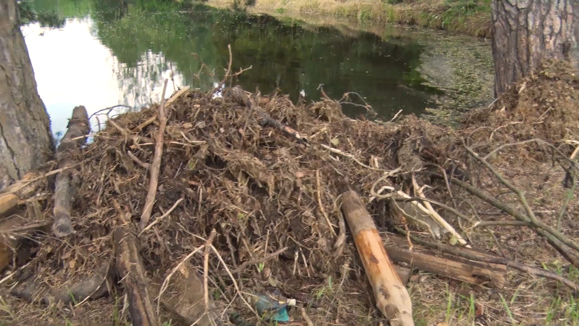 благоустройство, расчистка озера, пруд, история, Лопухины, Орехово-Зуево