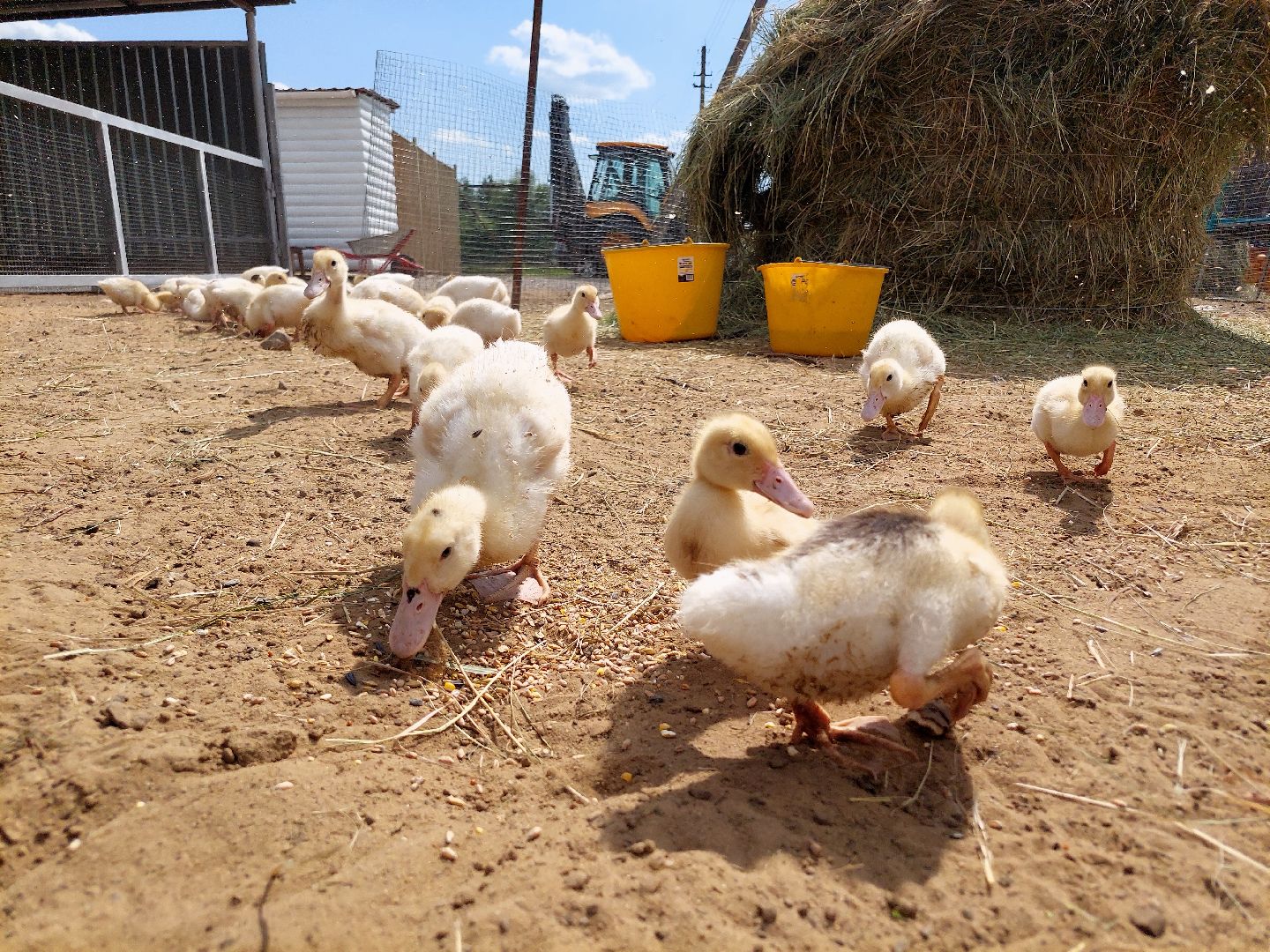 фермер, Воскресенск, сельское хозяйство, контактный зоопарк, животные