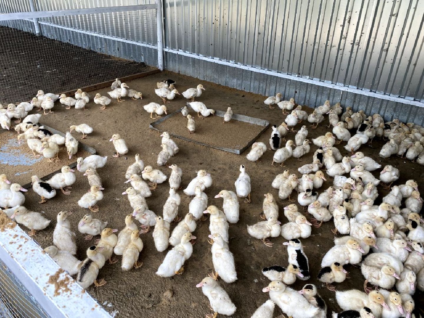 фермер, Воскресенск, сельское хозяйство, контактный зоопарк, животные