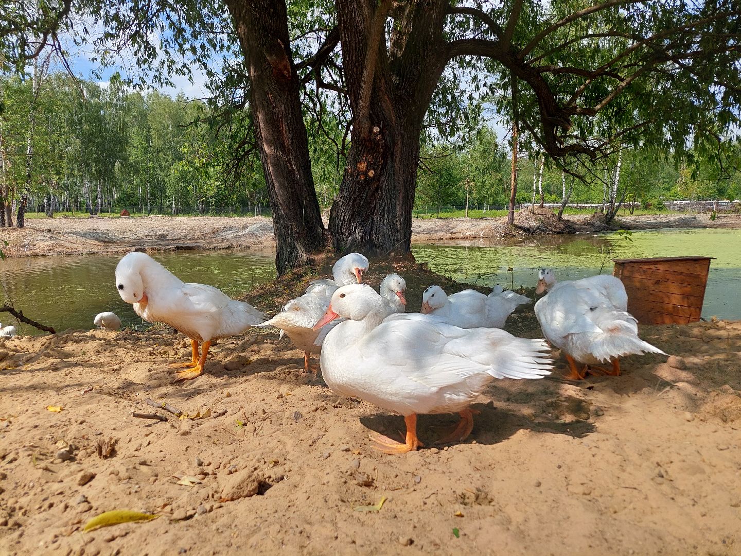 фермер, Воскресенск, сельское хозяйство, контактный зоопарк, животные