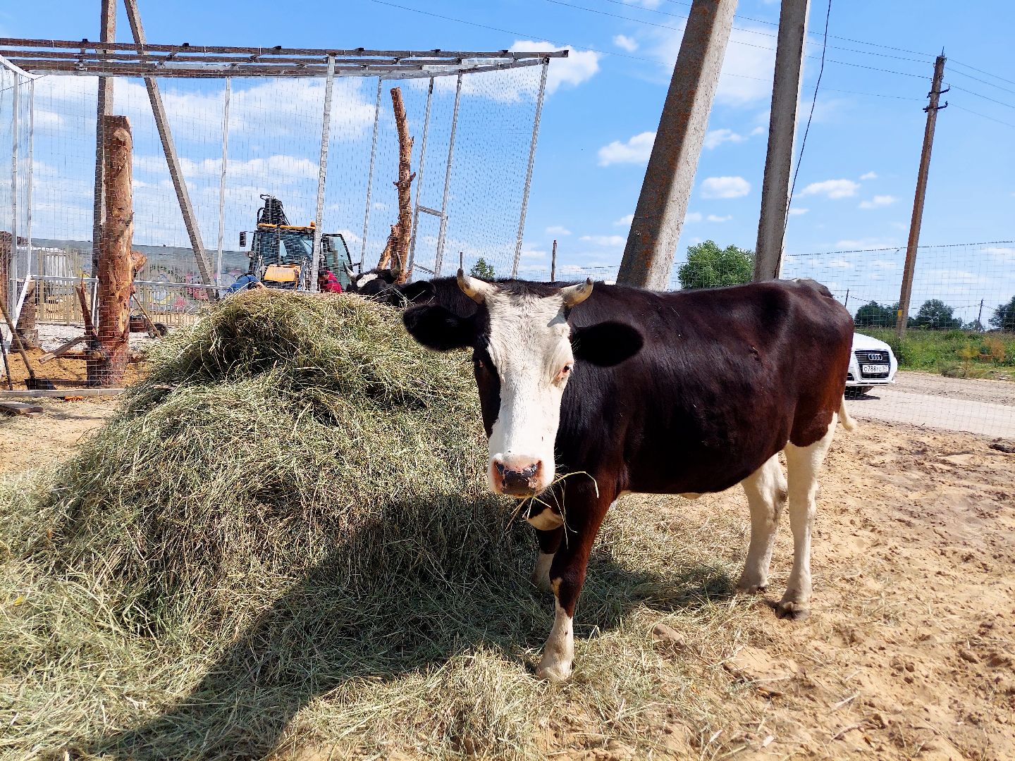 фермер, Воскресенск, сельское хозяйство, контактный зоопарк, животные