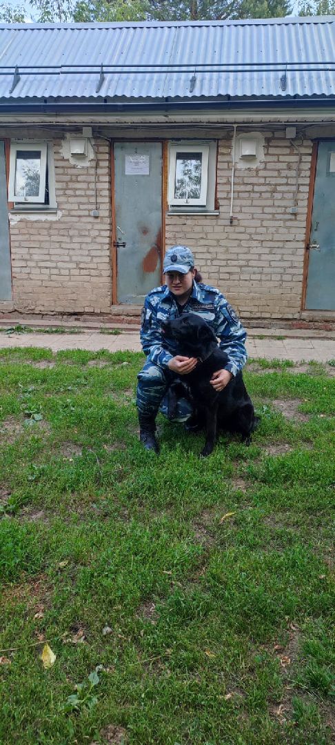 Полиция, Кинолог, МВД, МВД России, Пушкино, Пушкинский округ
