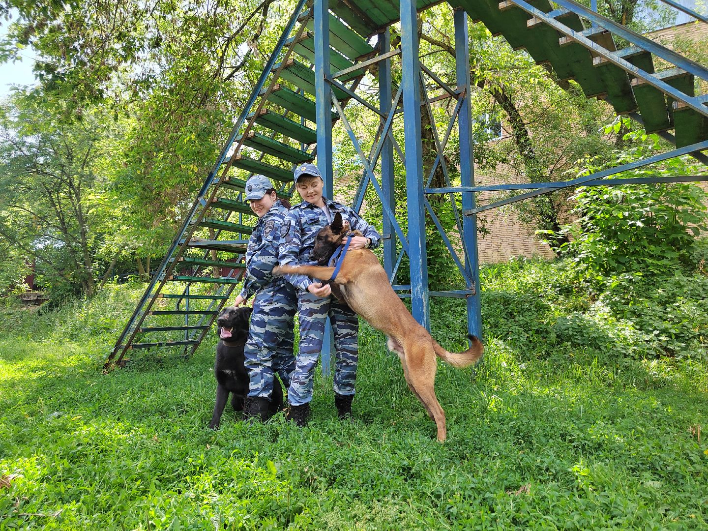 Полиция, Кинолог, МВД, МВД России, Пушкино, Пушкинский округ