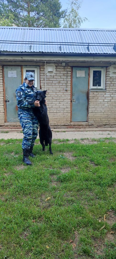 Полиция, Кинолог, МВД, МВД России, Пушкино, Пушкинский округ