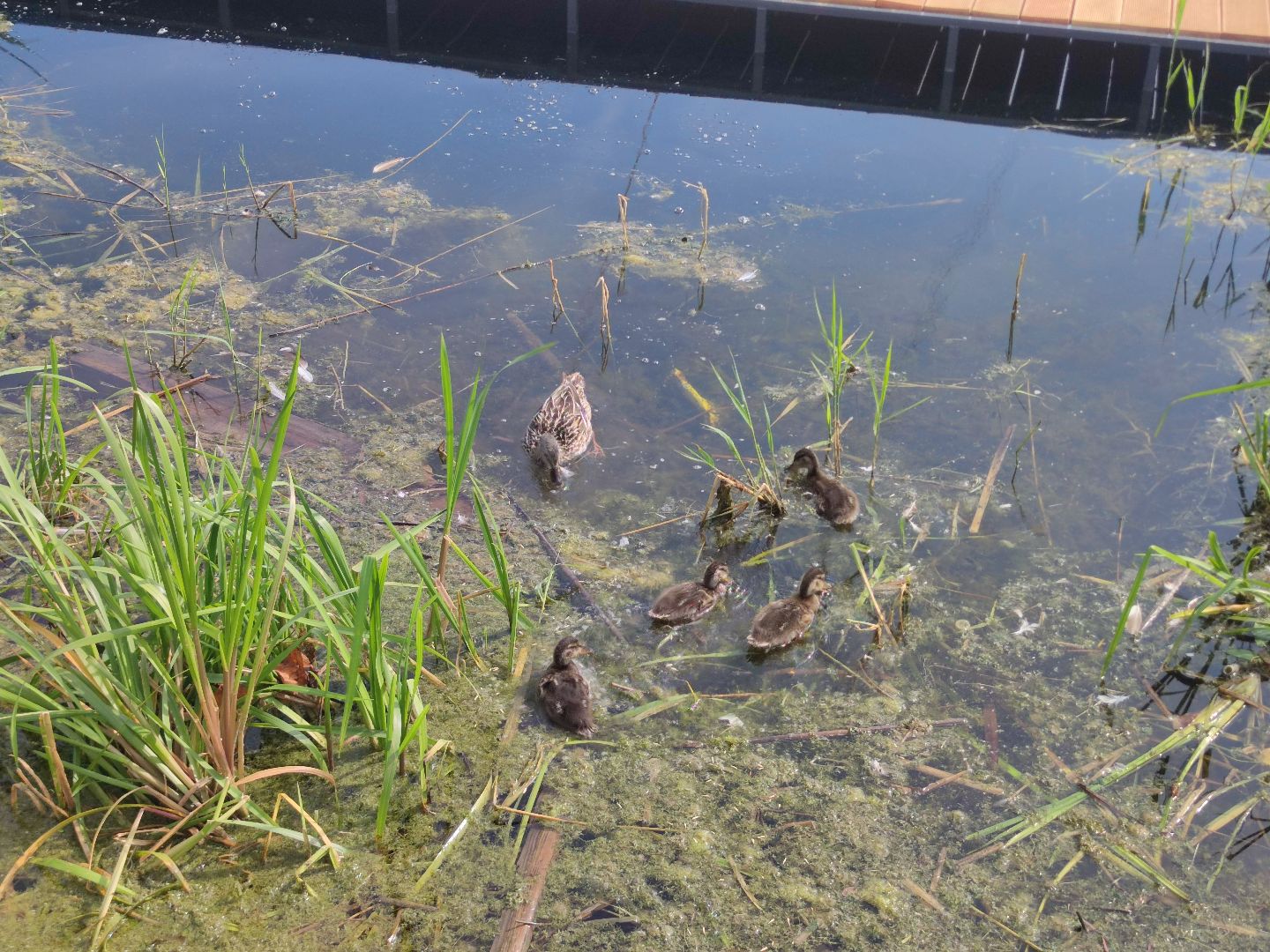 Экология, корм для уток, автомат, Дубна