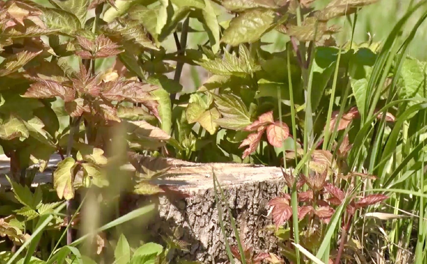 Клин, благоустройство, общество, экология, высадка деревьев