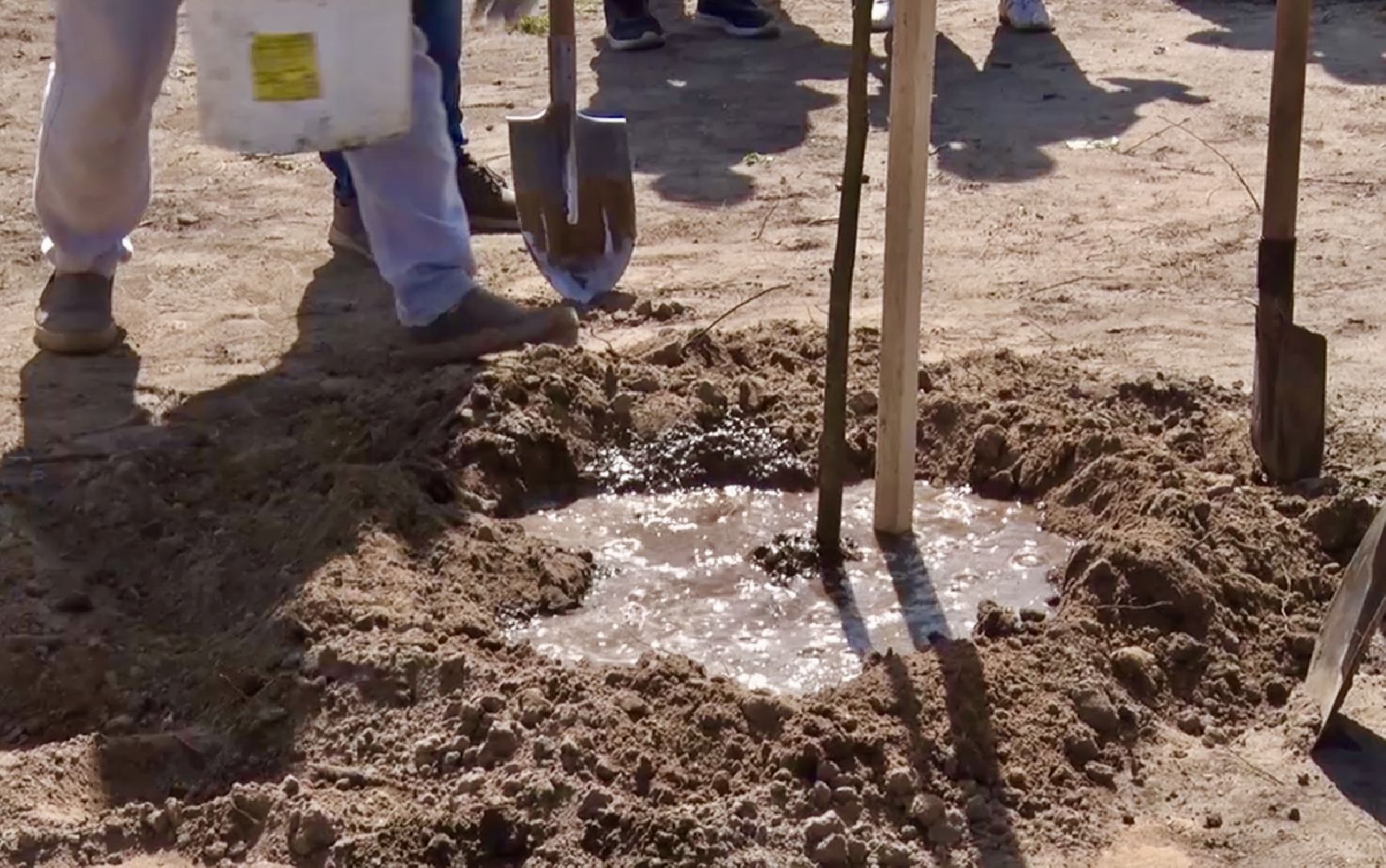 Клин, благоустройство, общество, экология, высадка деревьев