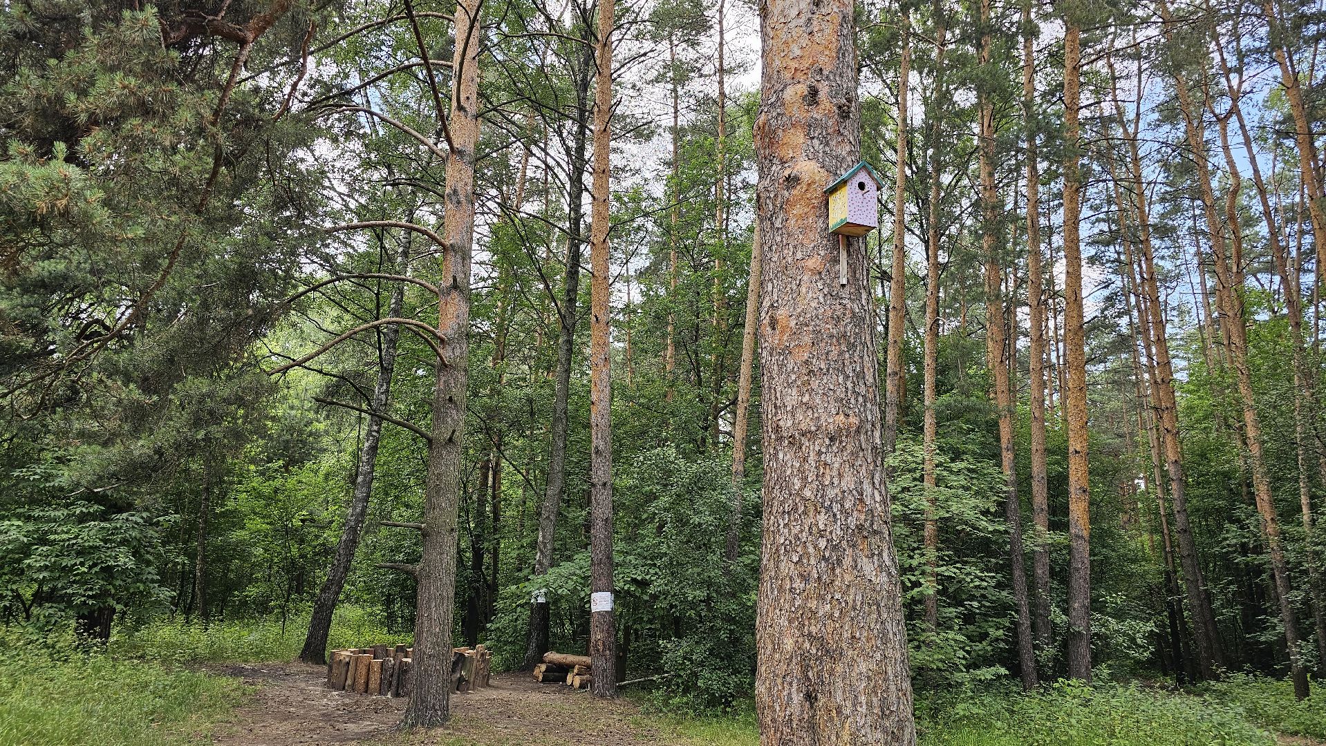 ИП Никифоров. благоустройство, Кузьминский лесопарк, Котельники