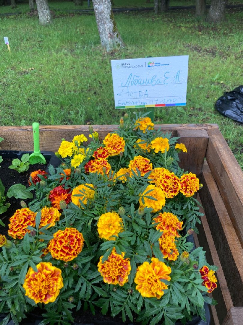 Солнечногорск, ДТП, вандализм, общественный огород, акция