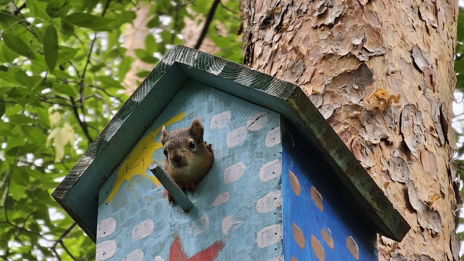 белки в лесу, потомство, Кузьминский лесопарк, Котельники
