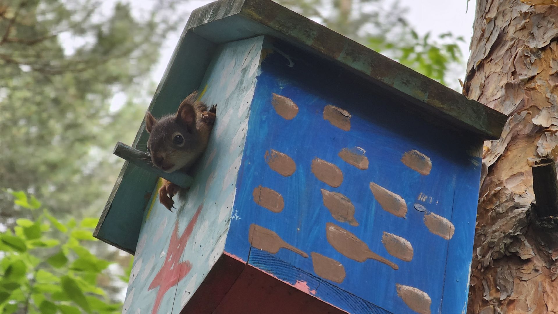 белки в лесу, потомство, Кузьминский лесопарк, Котельники