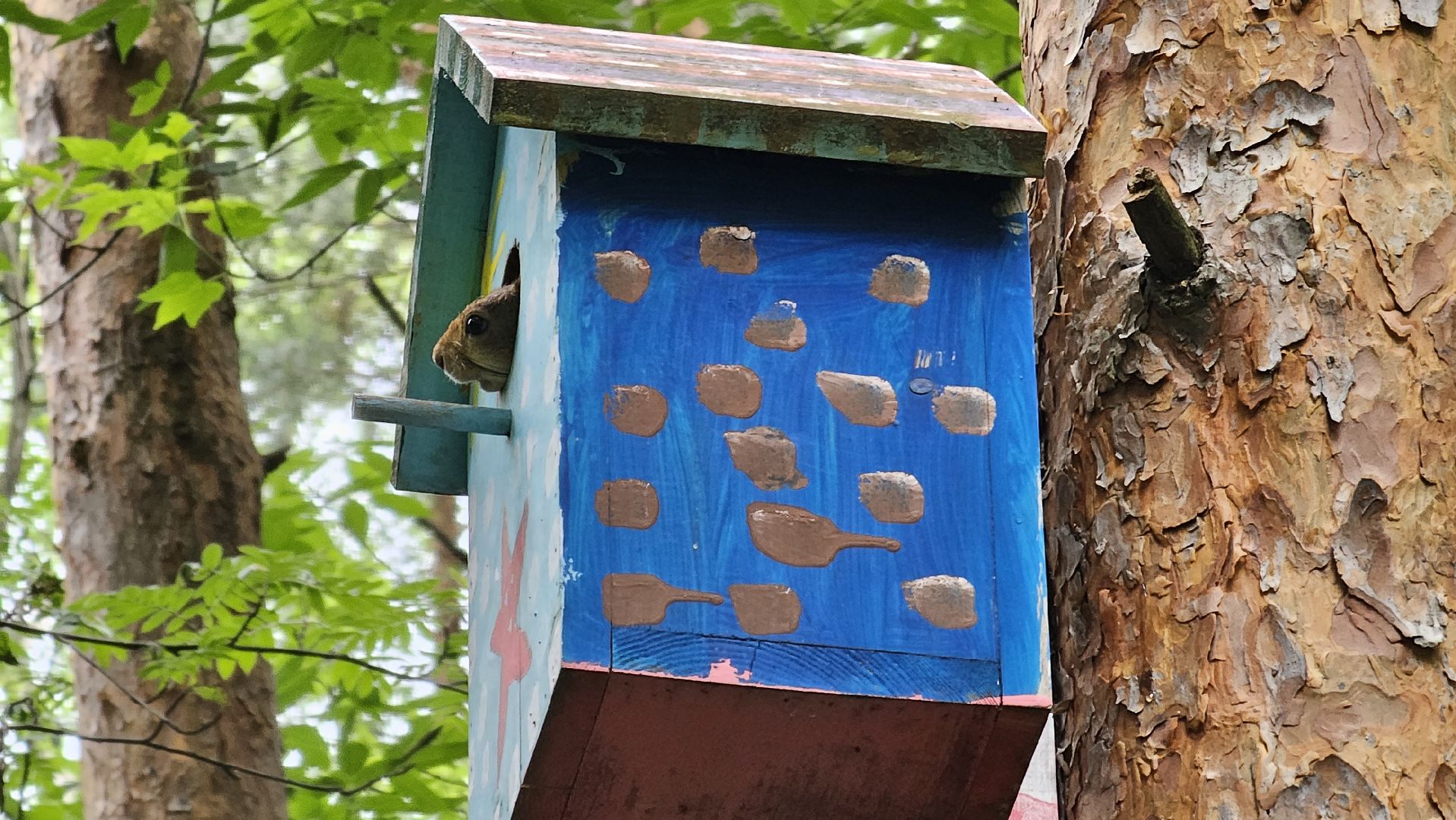белки в лесу, потомство, Кузьминский лесопарк, Котельники