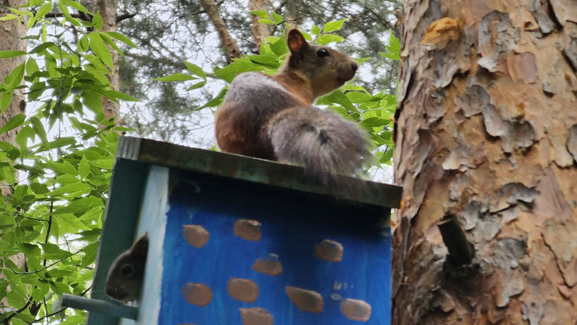 белки в лесу, потомство, Кузьминский лесопарк, Котельники
