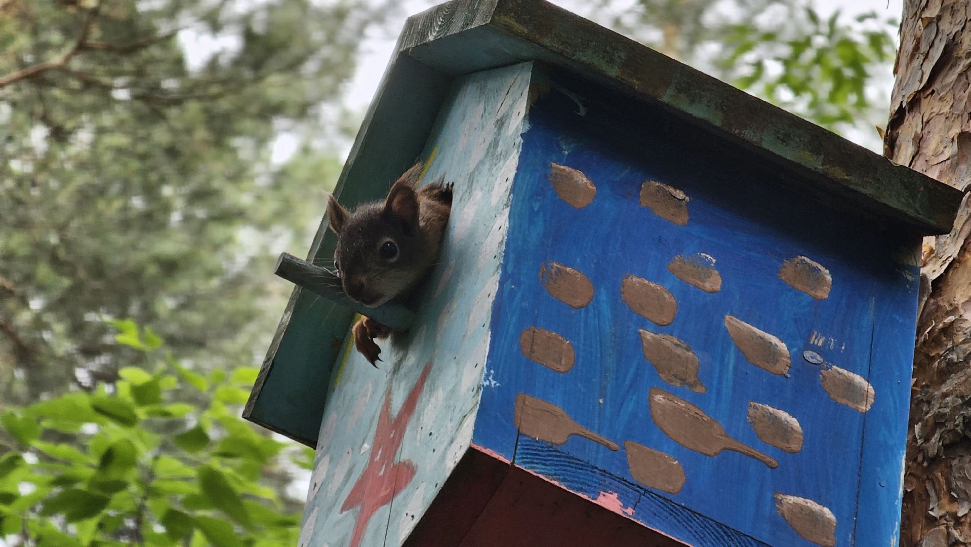 белки в лесу, потомство, Кузьминский лесопарк, Котельники
