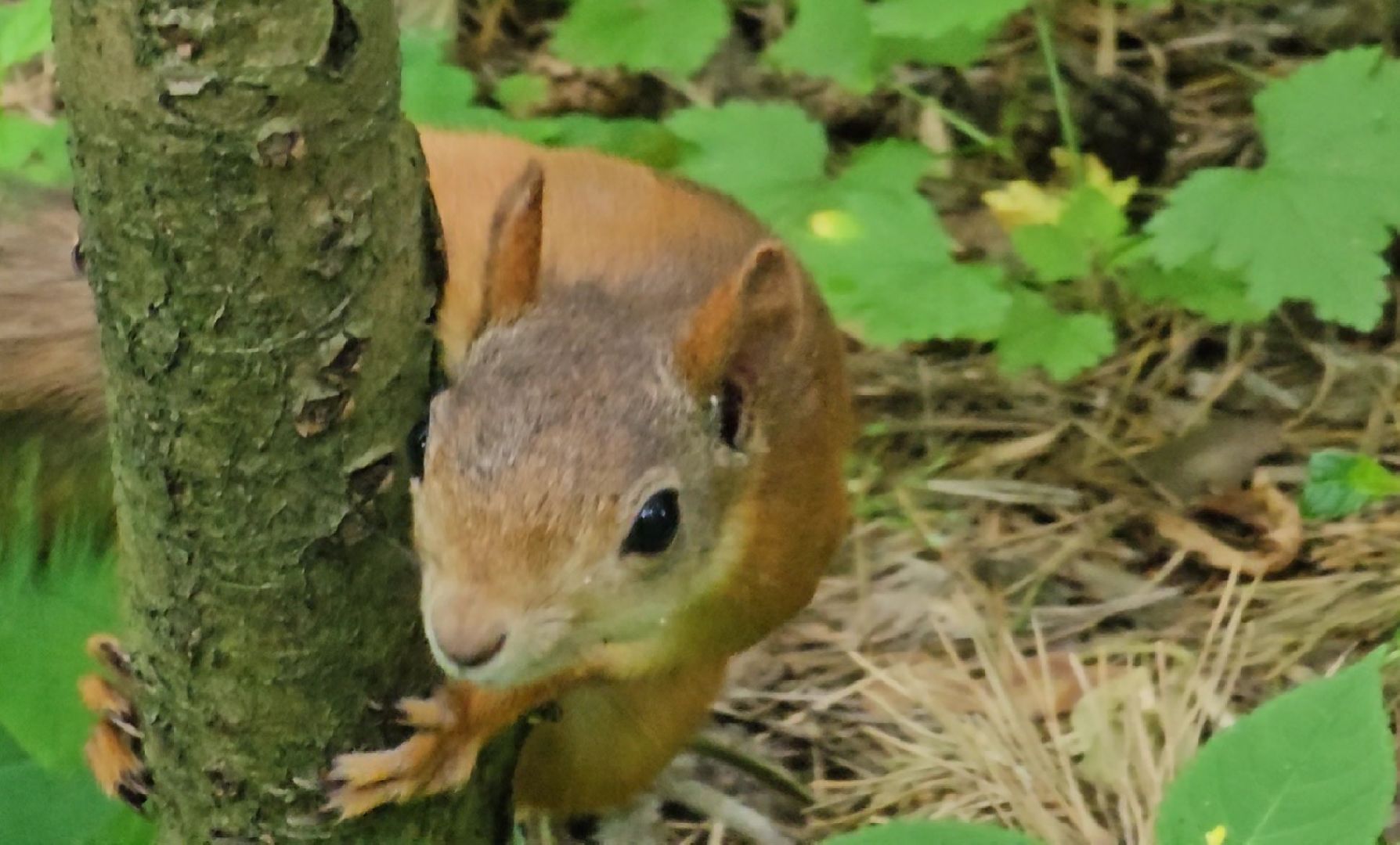 белки в лесу, потомство, Кузьминский лесопарк, Котельники