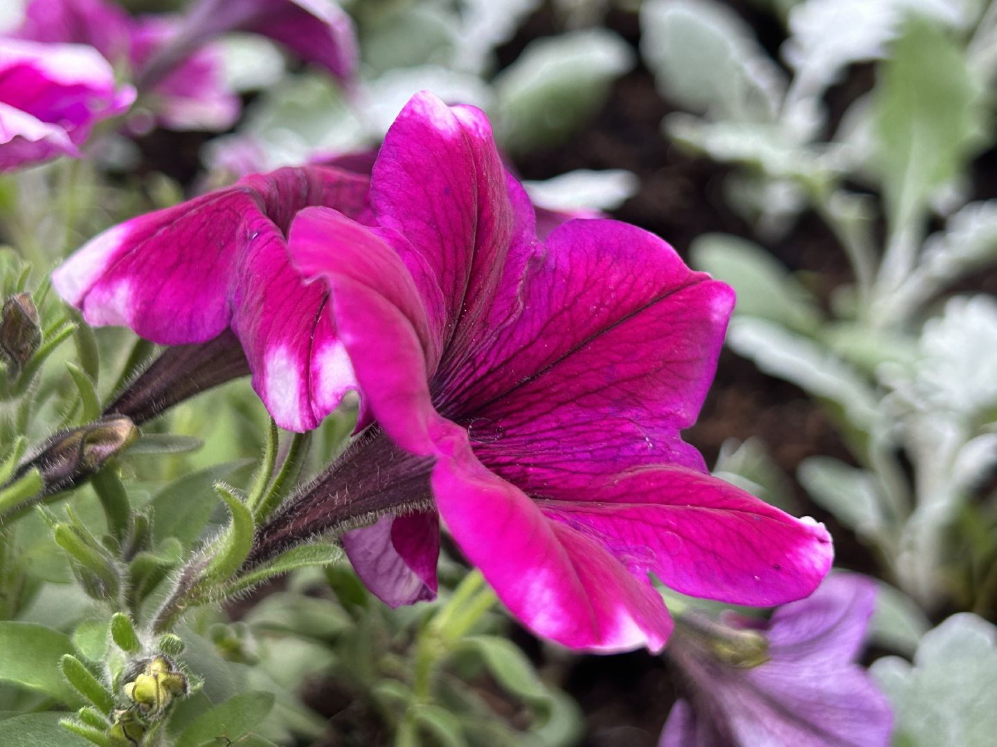 благоустройство, Щёлково