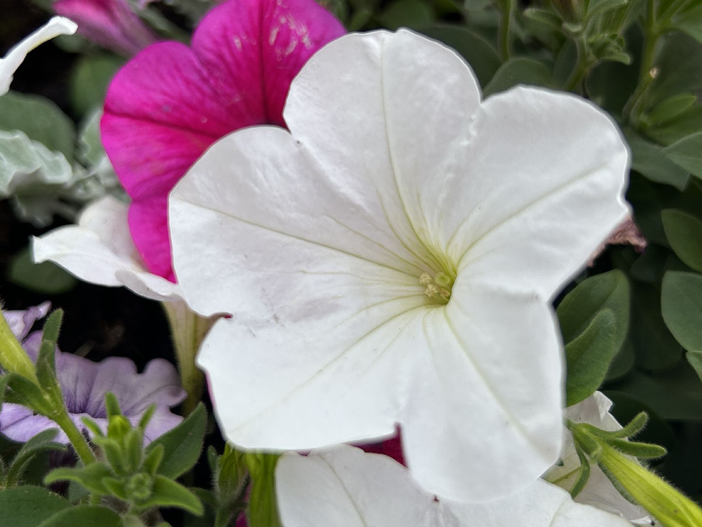 благоустройство, Щёлково