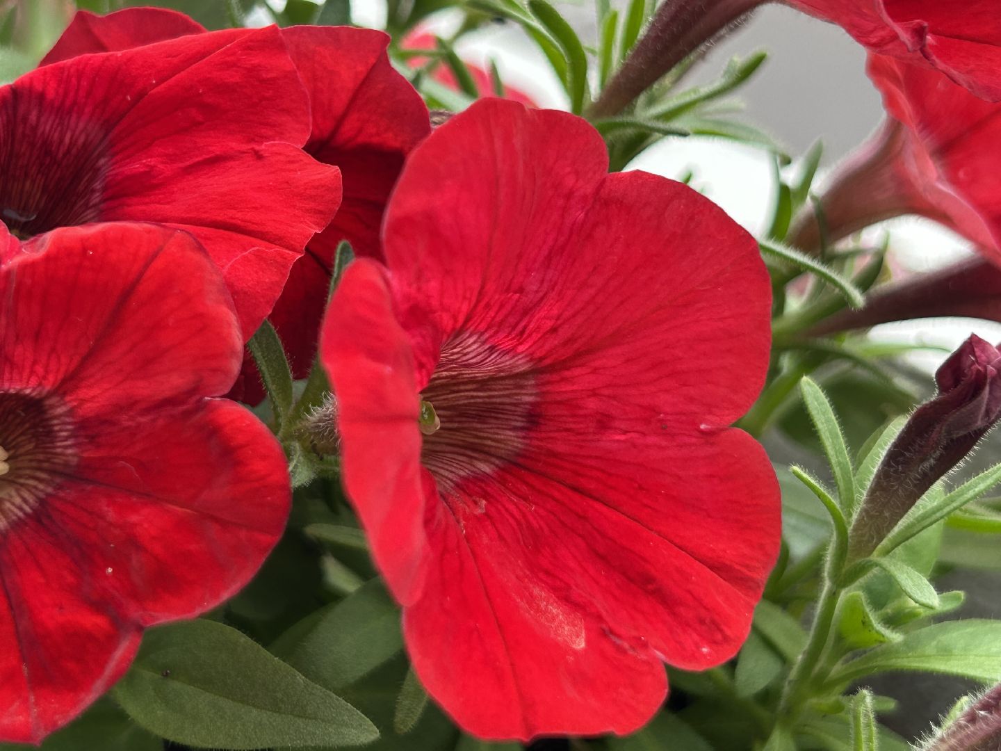 благоустройство, Щёлково