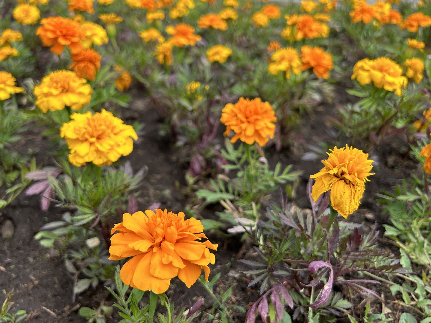 благоустройство, Щёлково