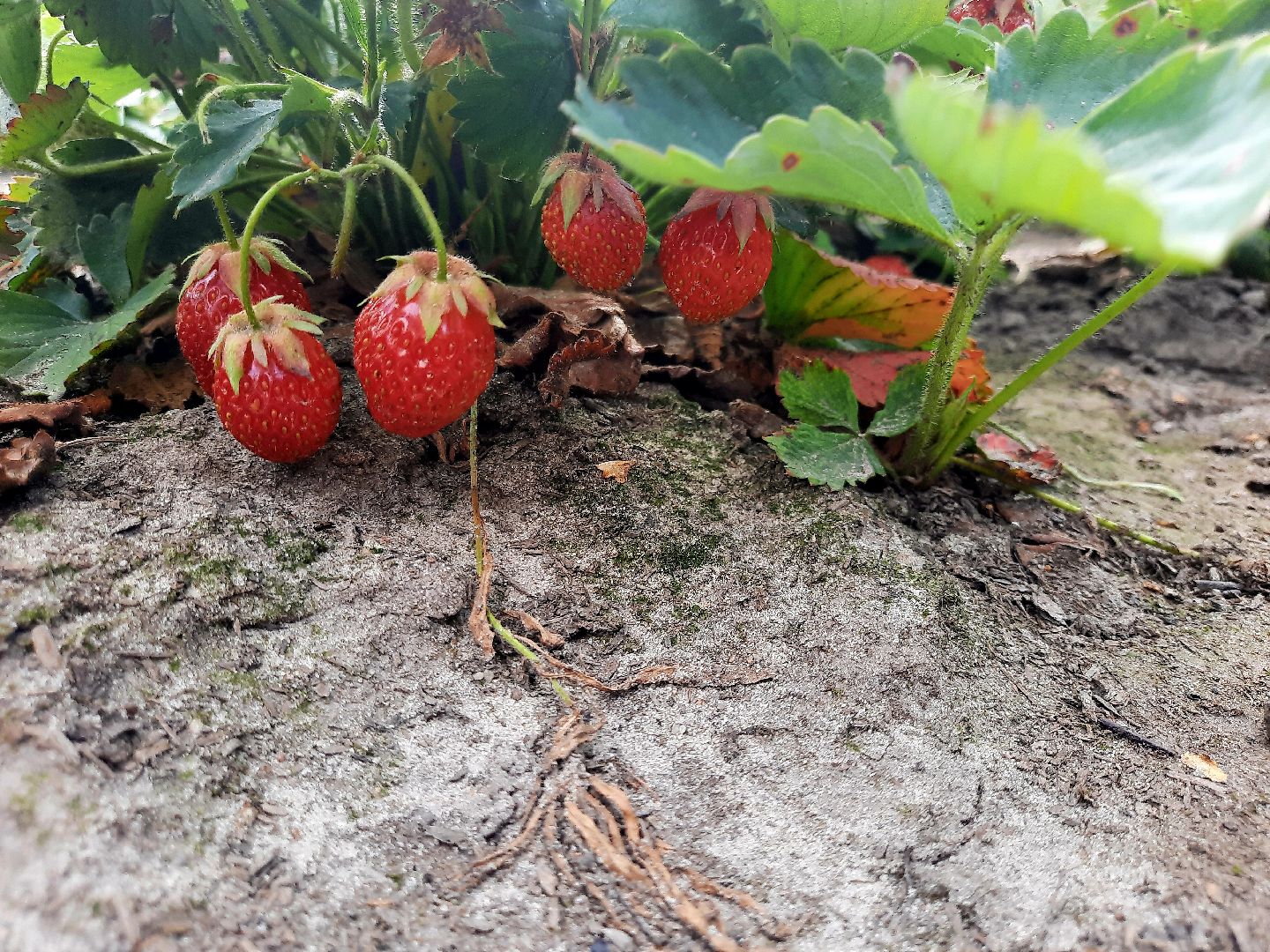 #шатура, #клубника, #уражай, #дача, #природа