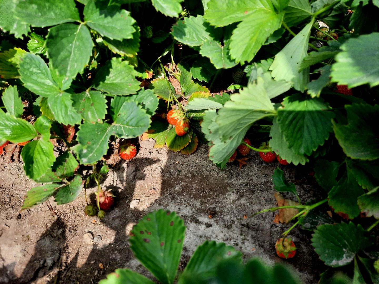 #шатура, #клубника, #уражай, #дача, #природа