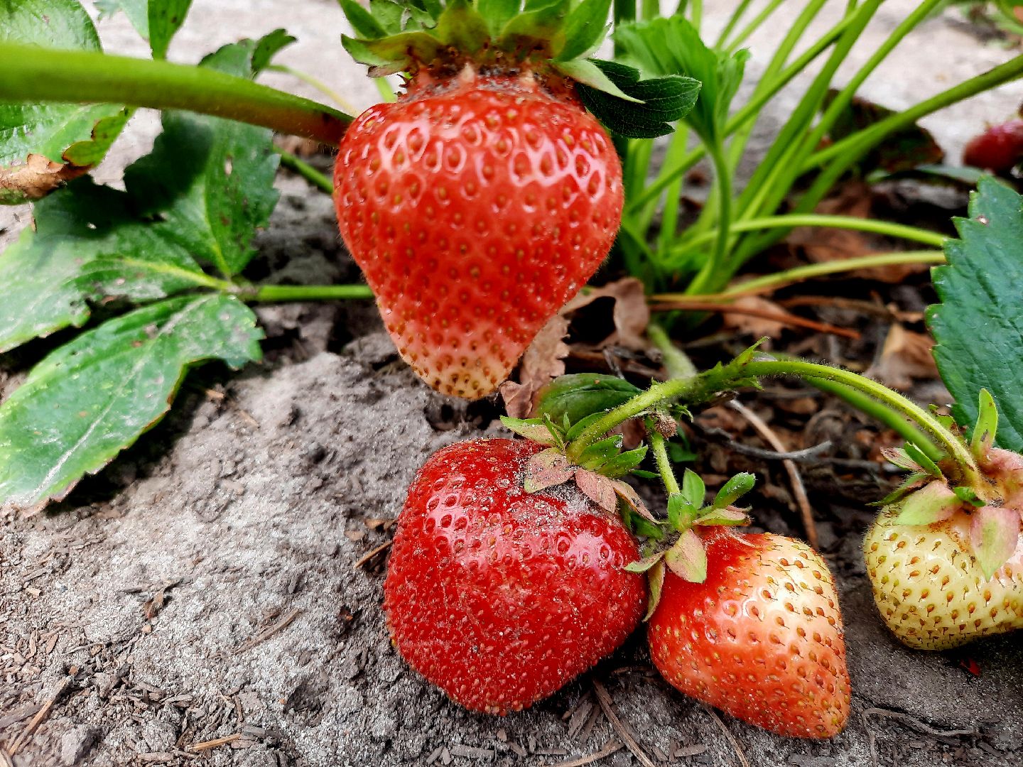 #шатура, #клубника, #уражай, #дача, #природа